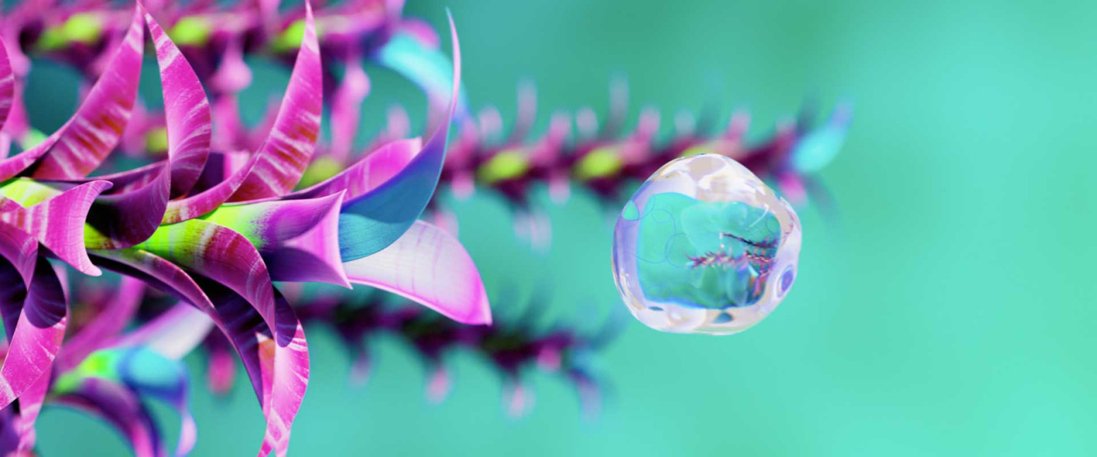 Flora
