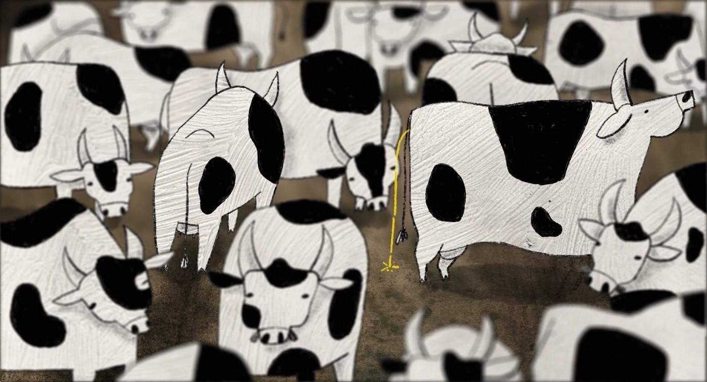 About a Cow