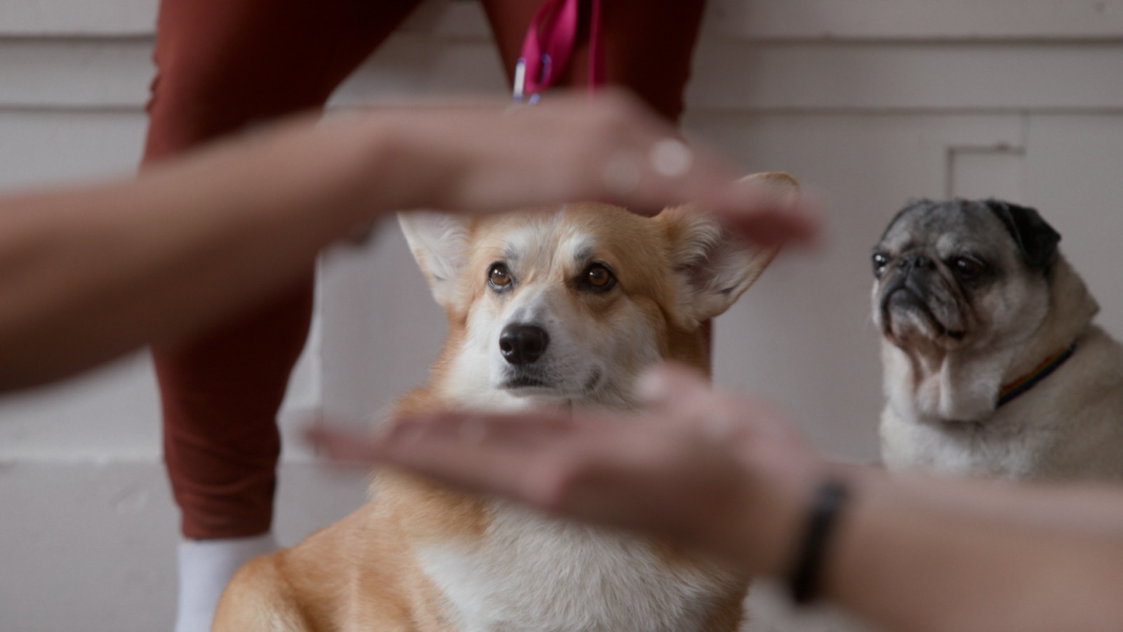 The School of Canine Massage