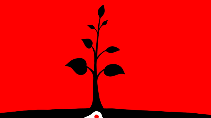Fruit