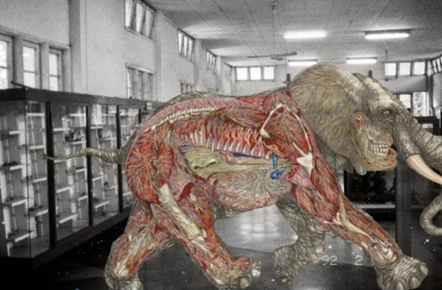 Myanmar Anatomy