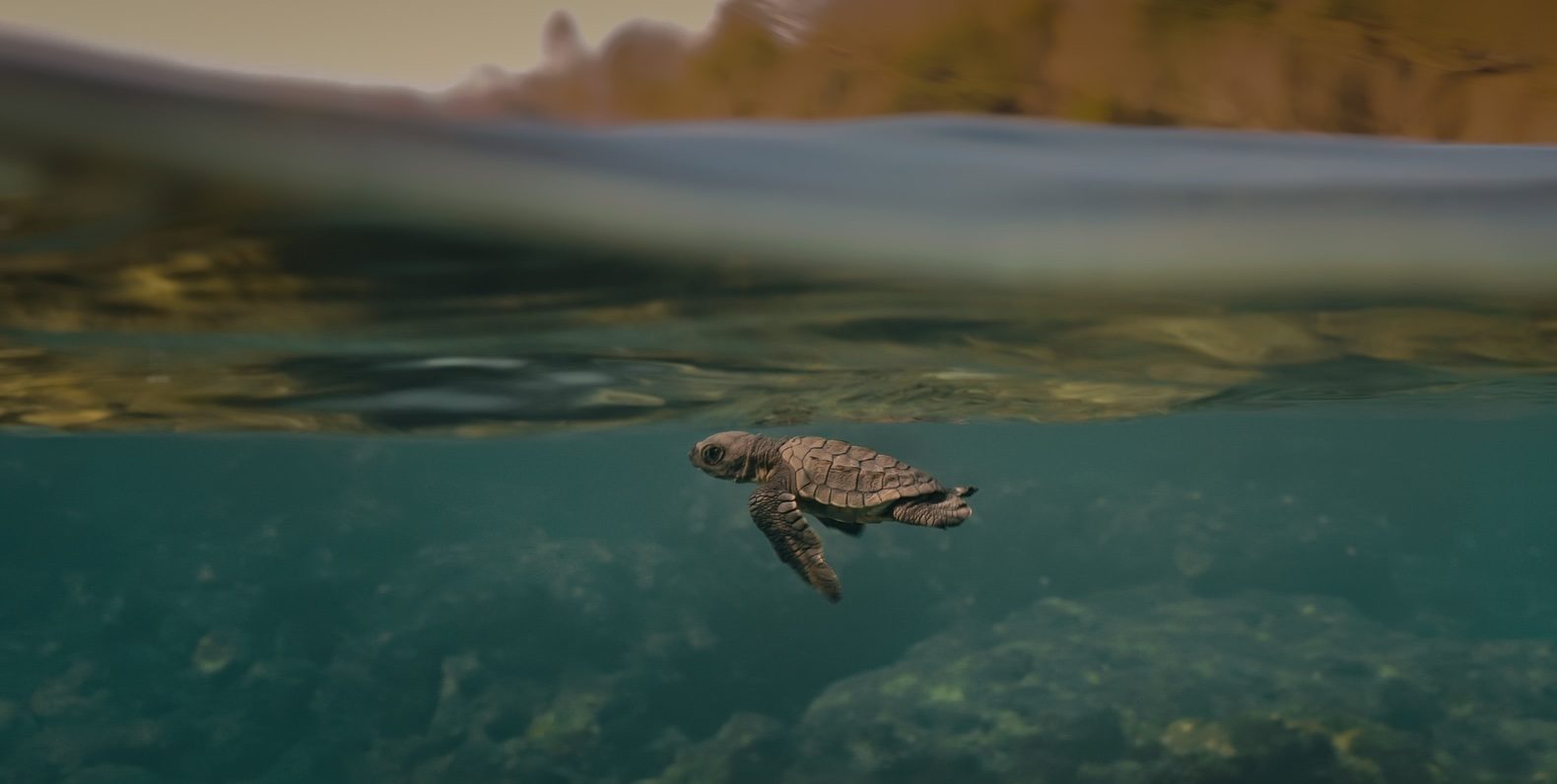 Turtle Walker