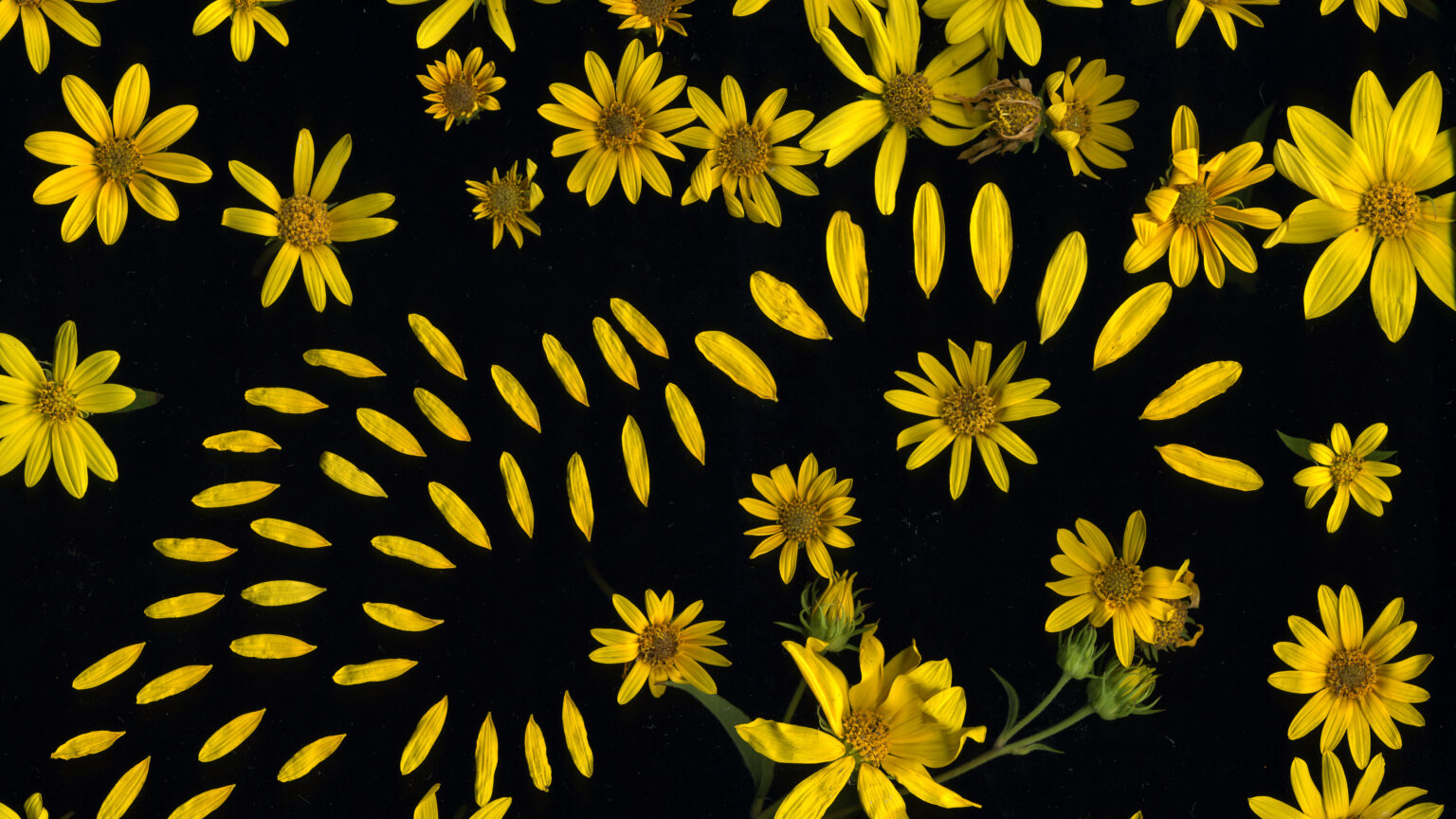 Whispers of the Prairie