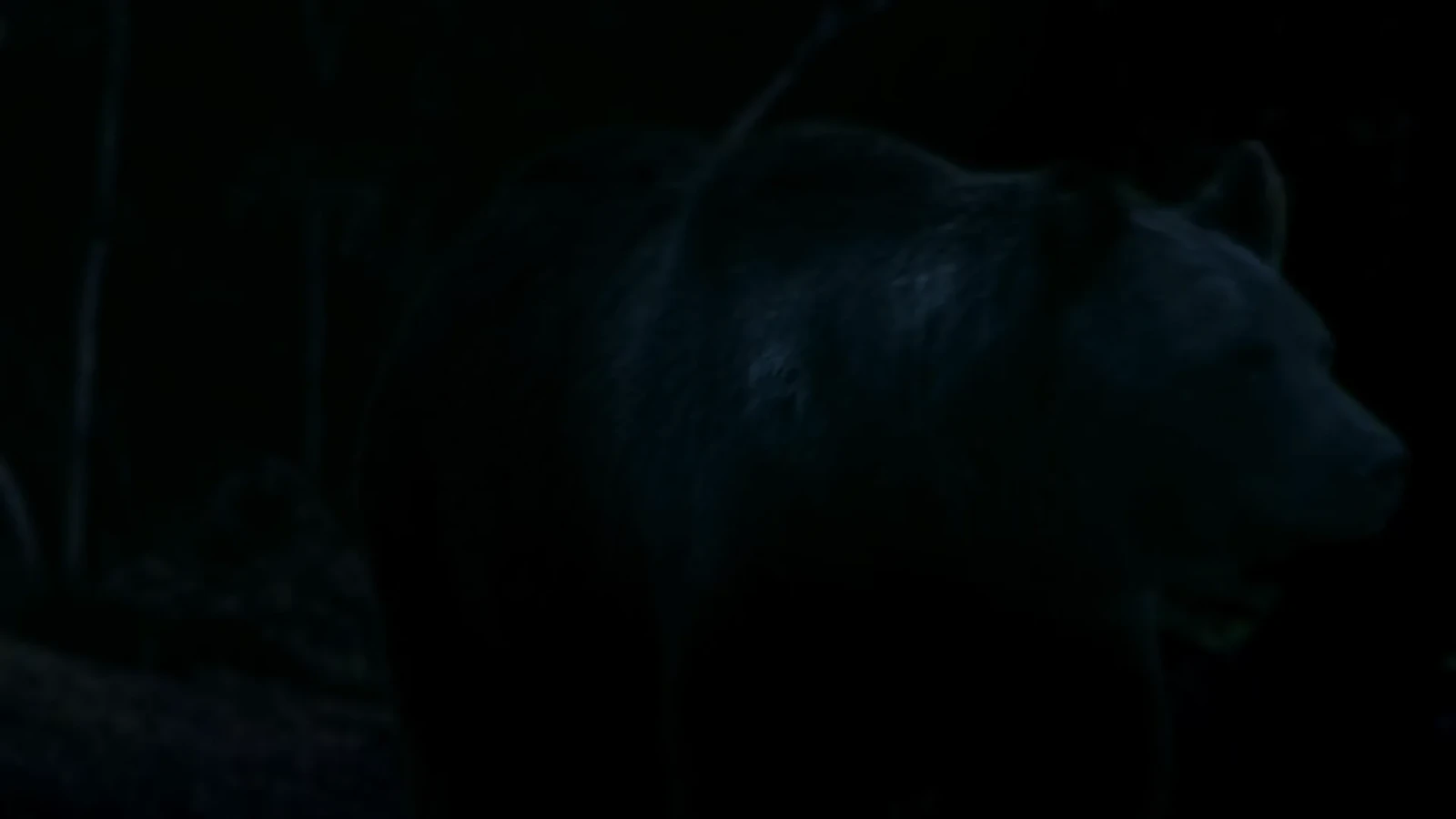 A Bear in the Woods