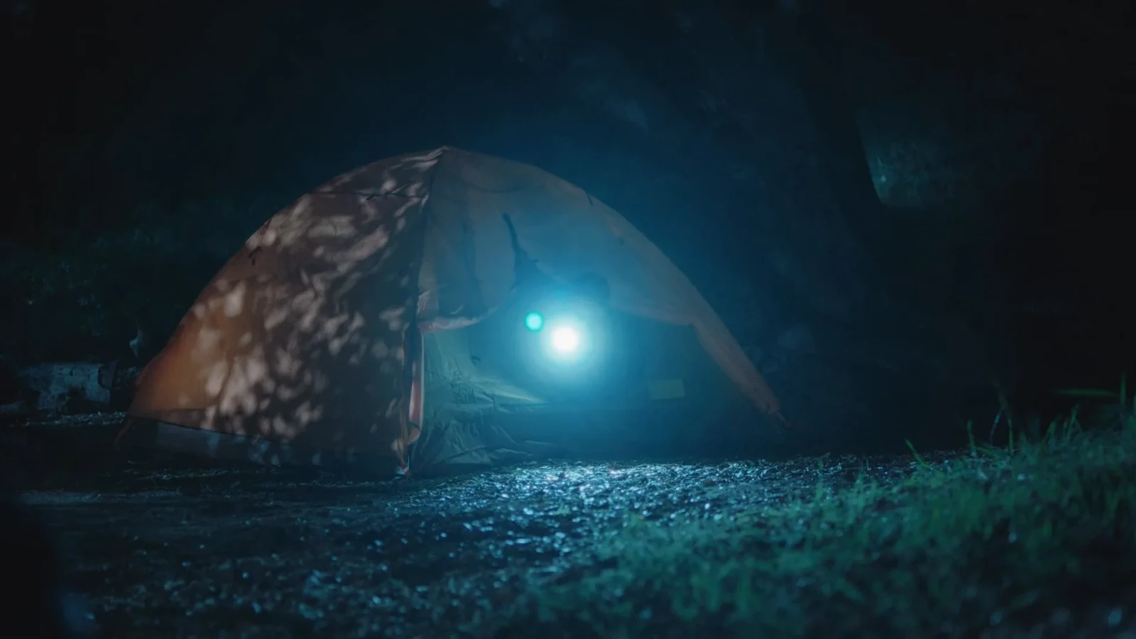 A Bear in the Woods
