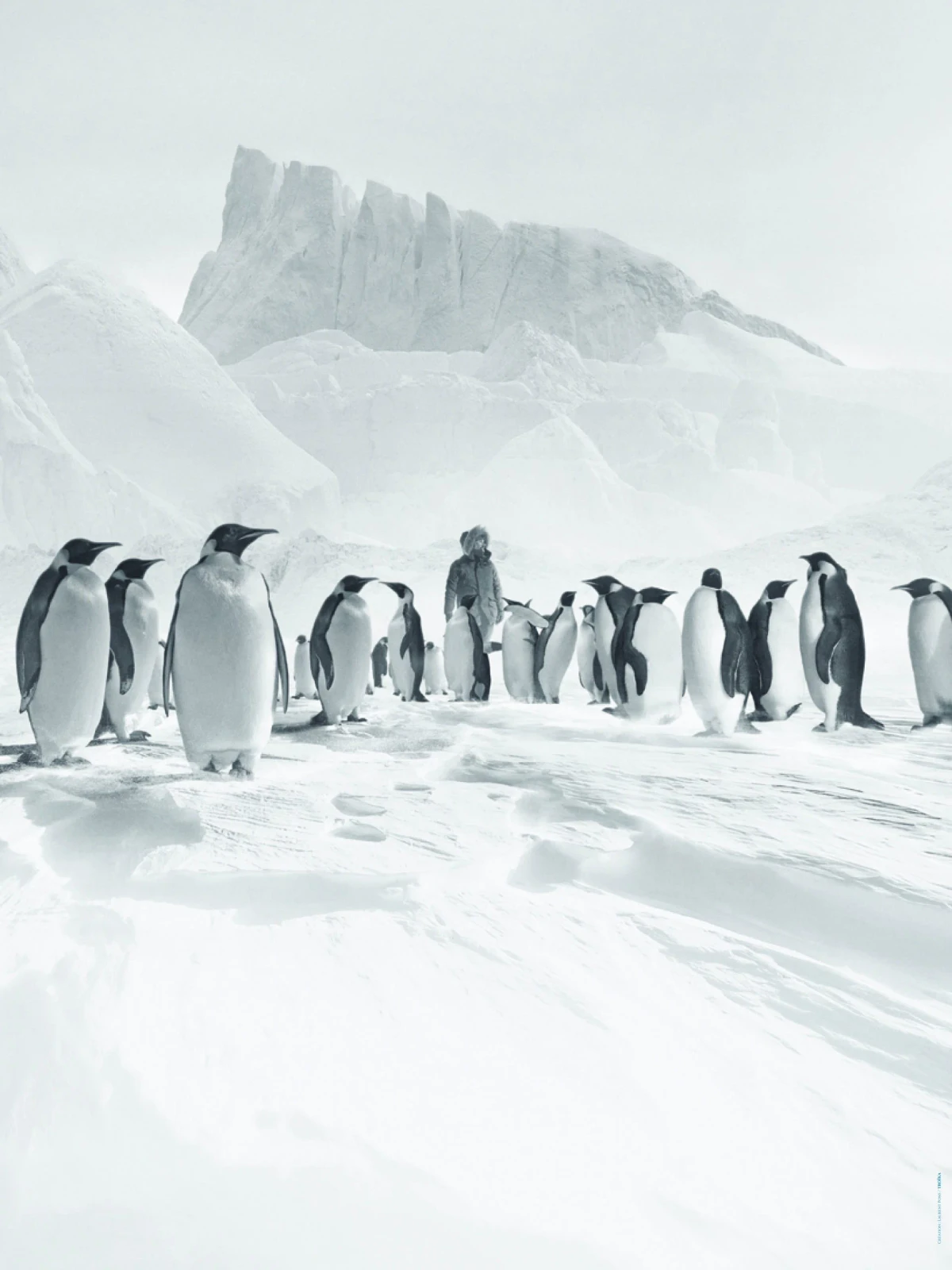 Antarctica Calling