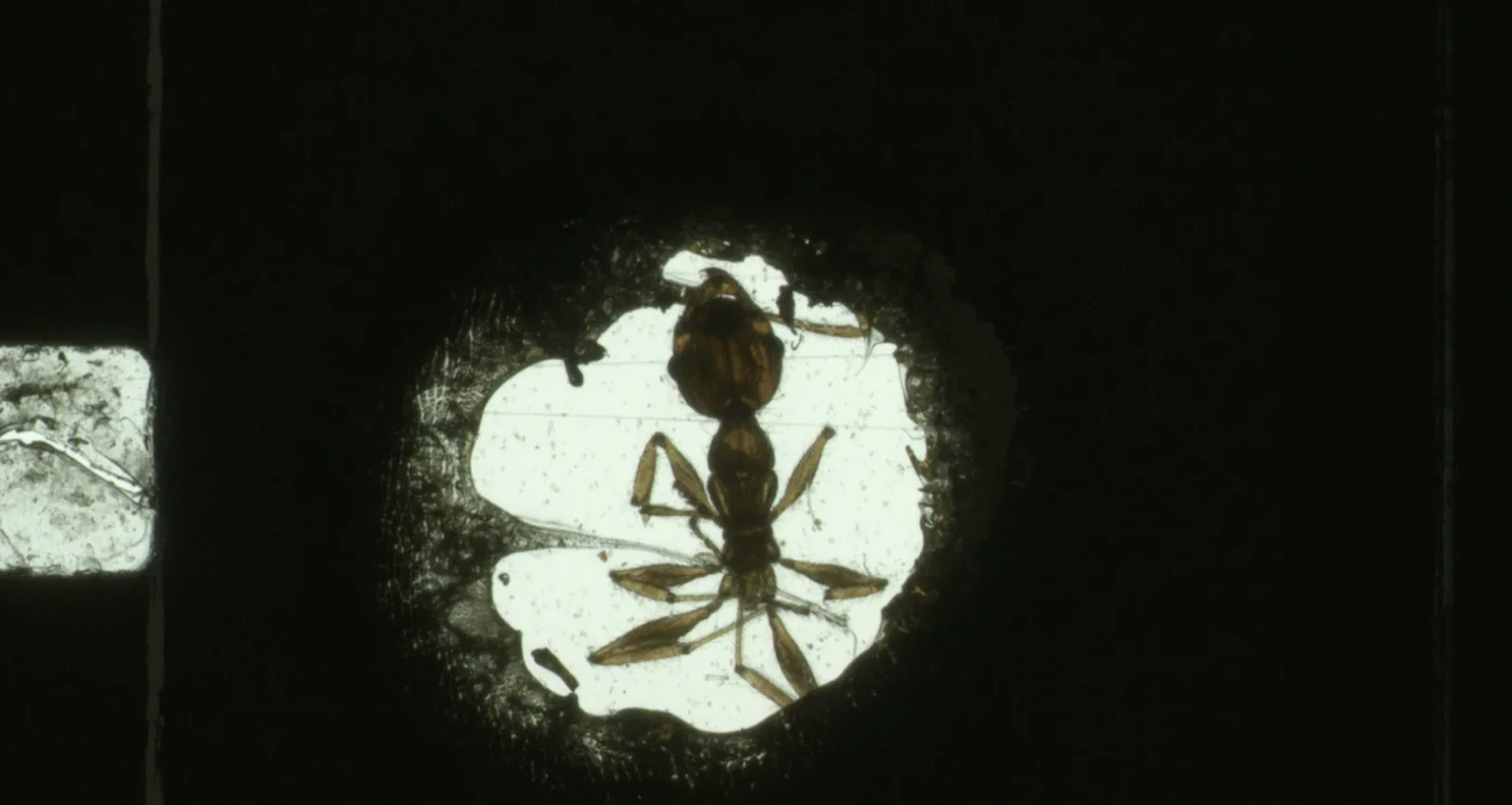 ANTFILM