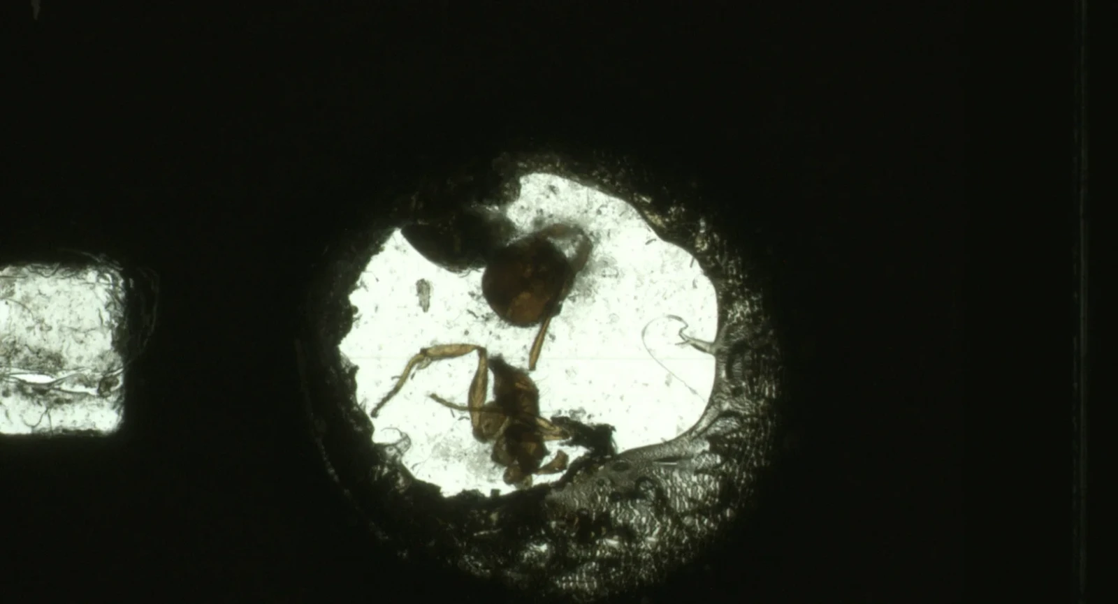 ANTFILM