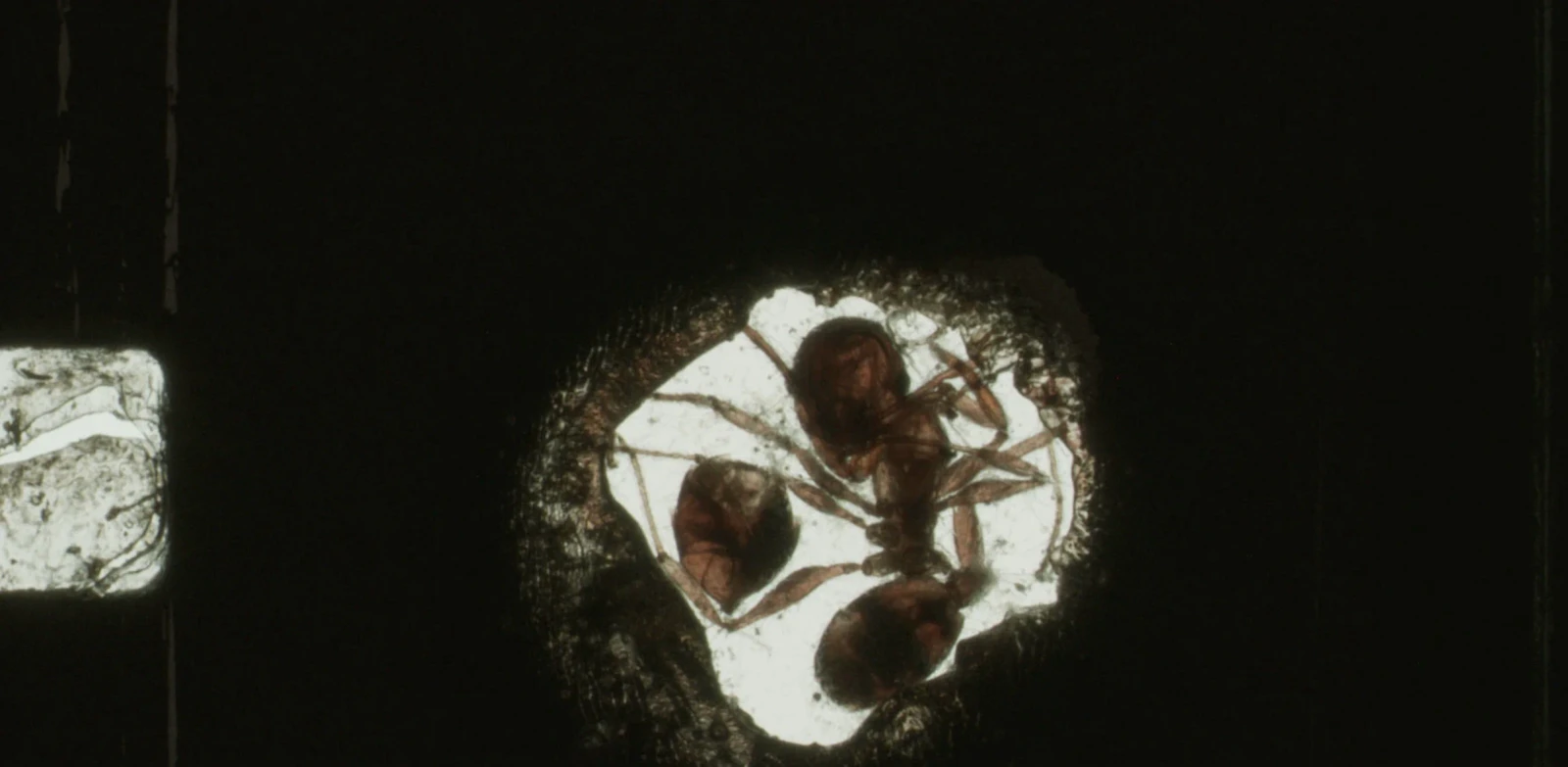 ANTFILM