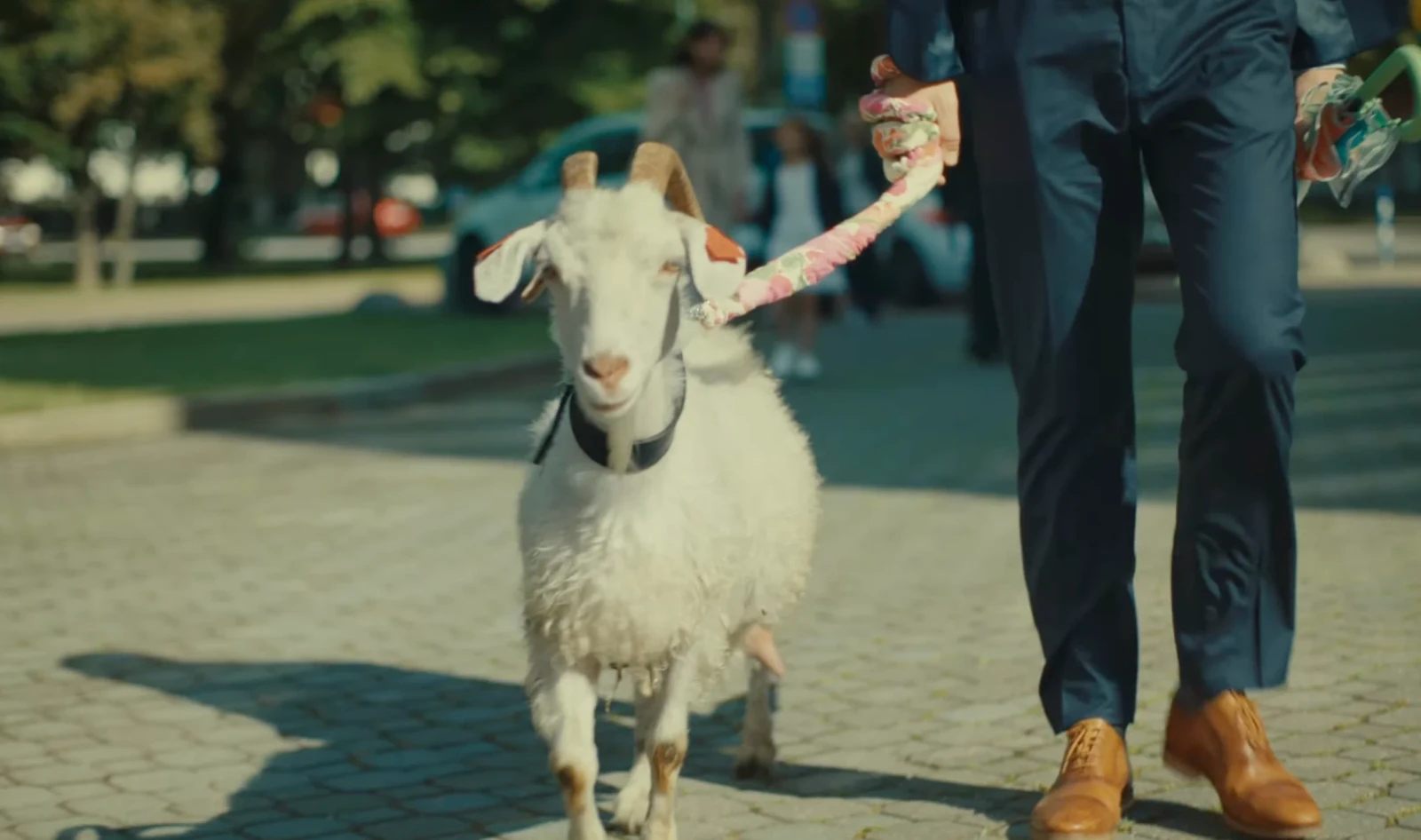 Baa-baa!