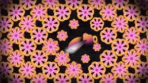 Blossom