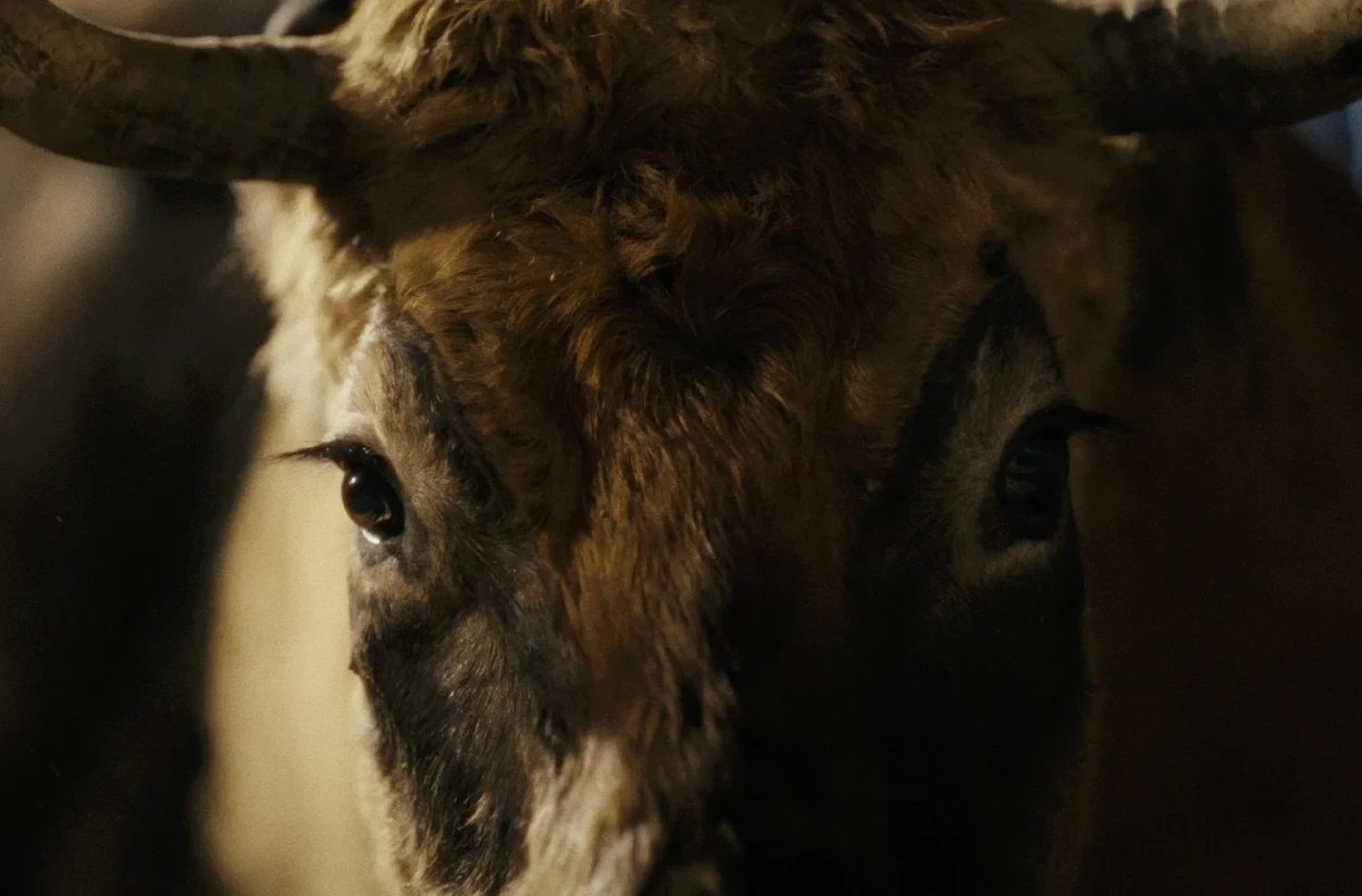 The Bull