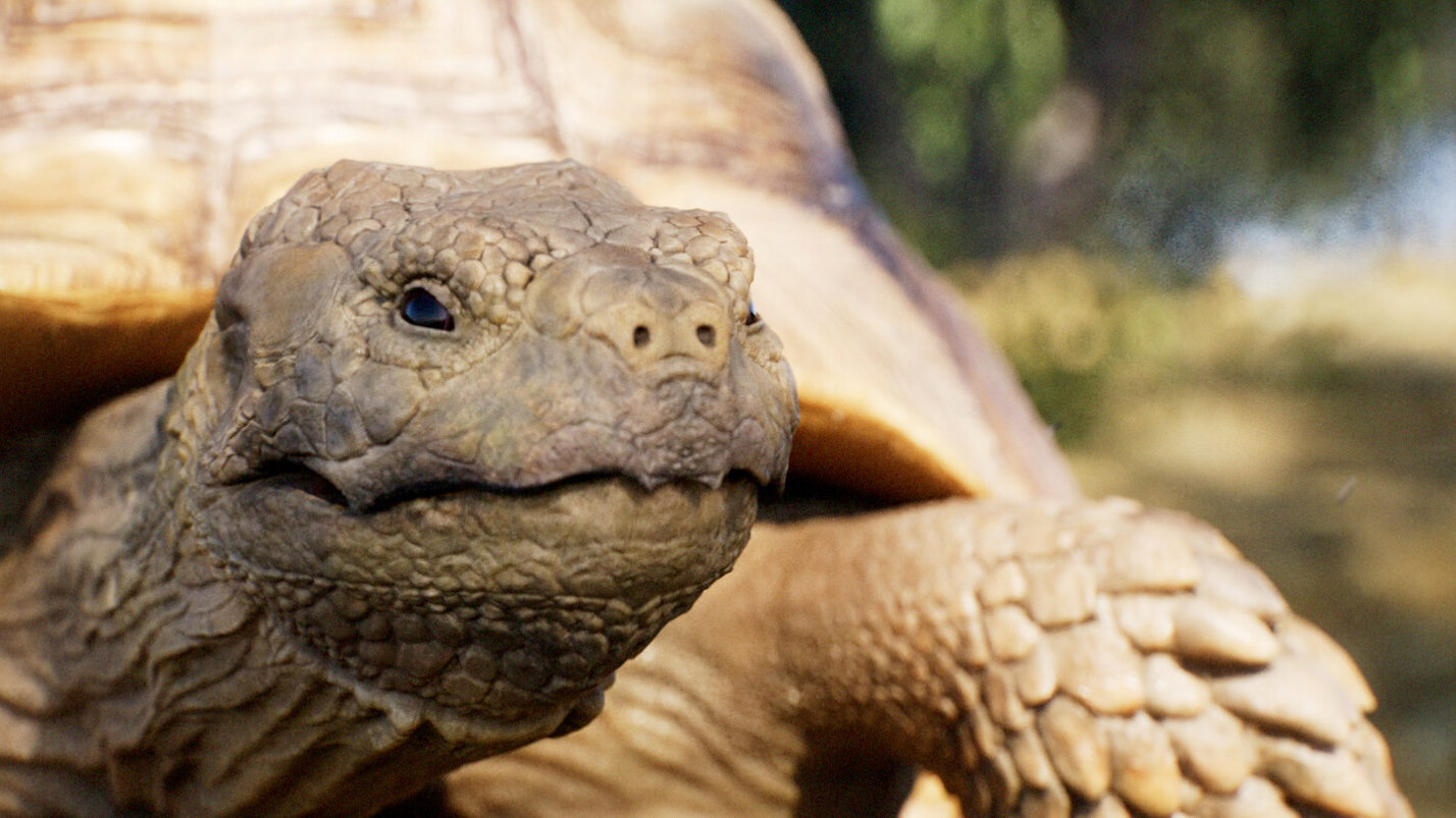 The Tortoise and the Hare