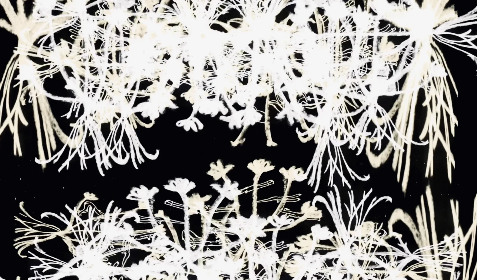Roses - Iron & Wine