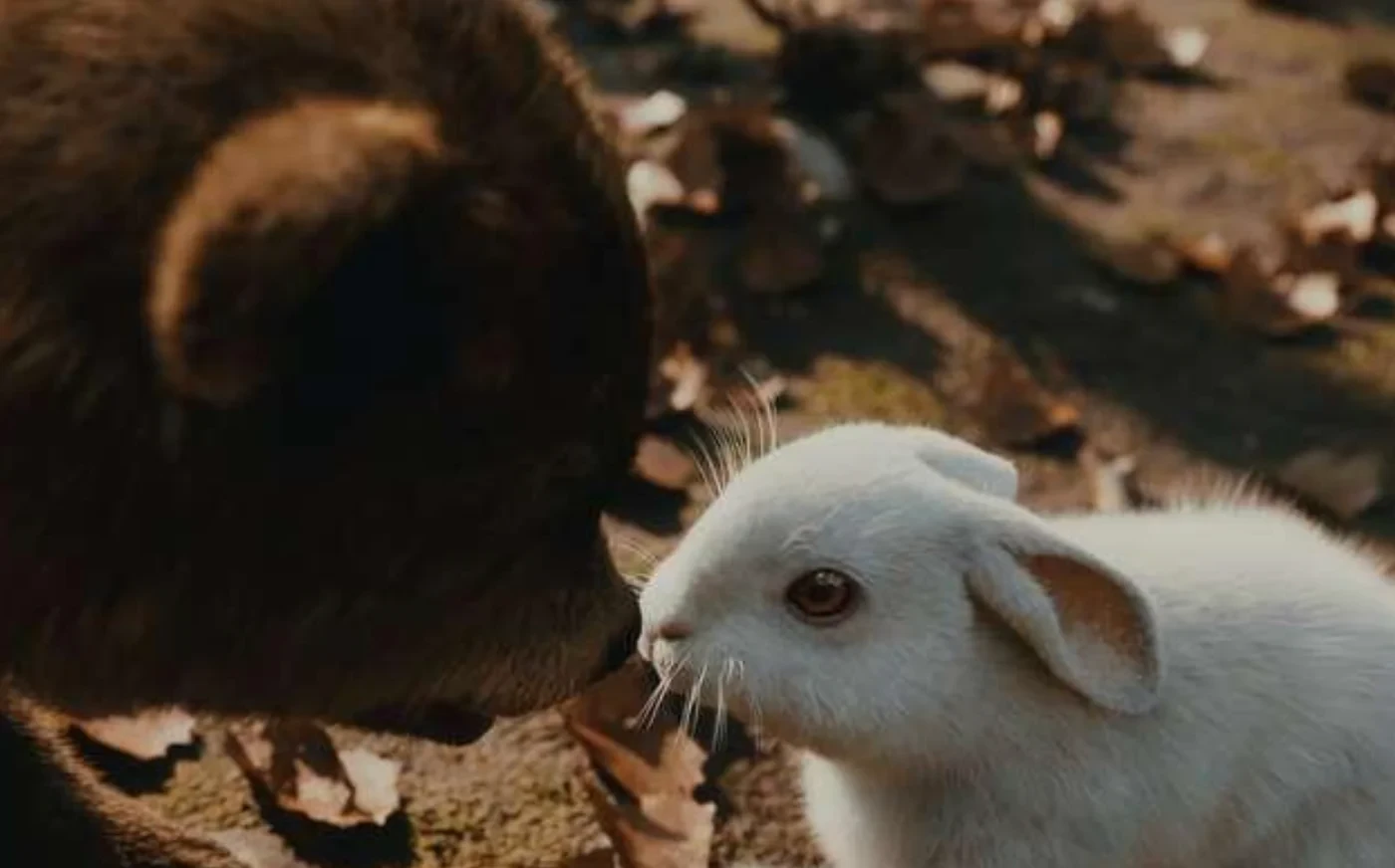 White Hare