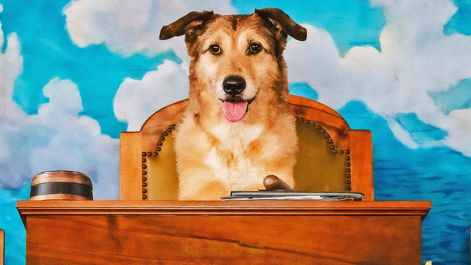 Dog on Trial