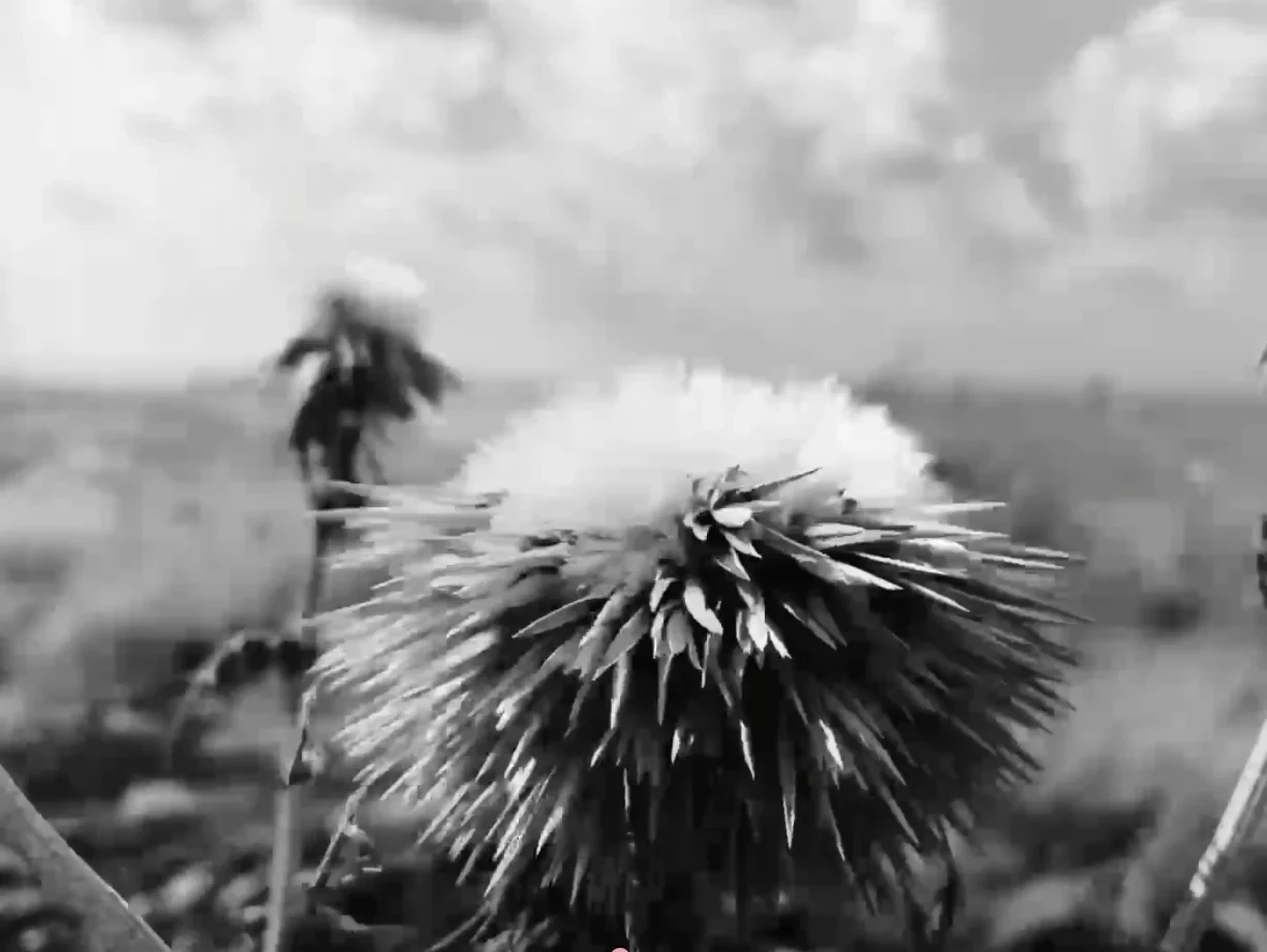 Letters #17 - Letter from: Reine Chahine, film by: Marie-Rose Osta