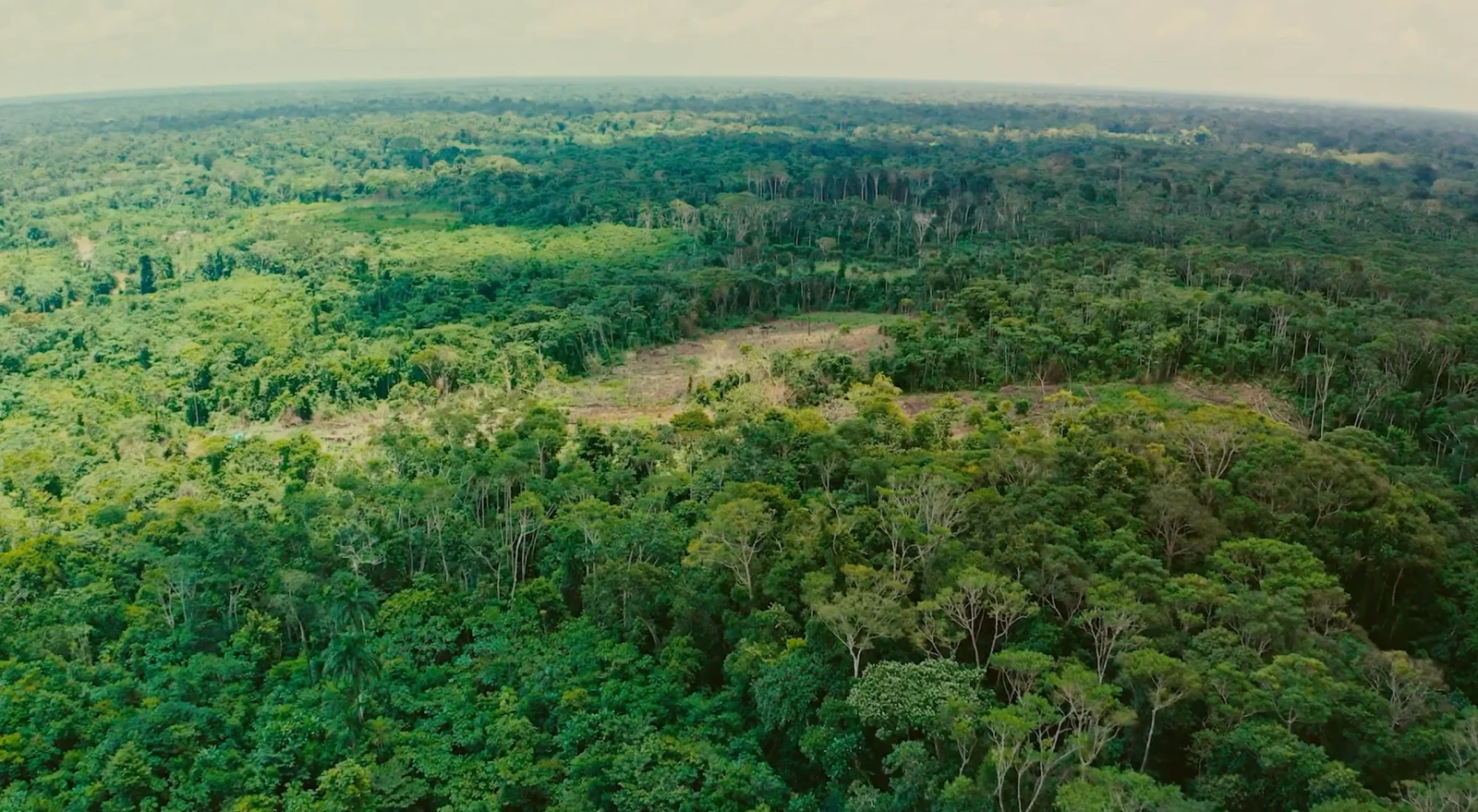 Choose Earth: Wood Wide Web