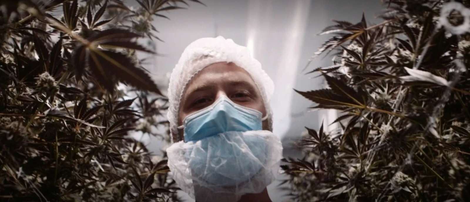 The know-how of cannabis