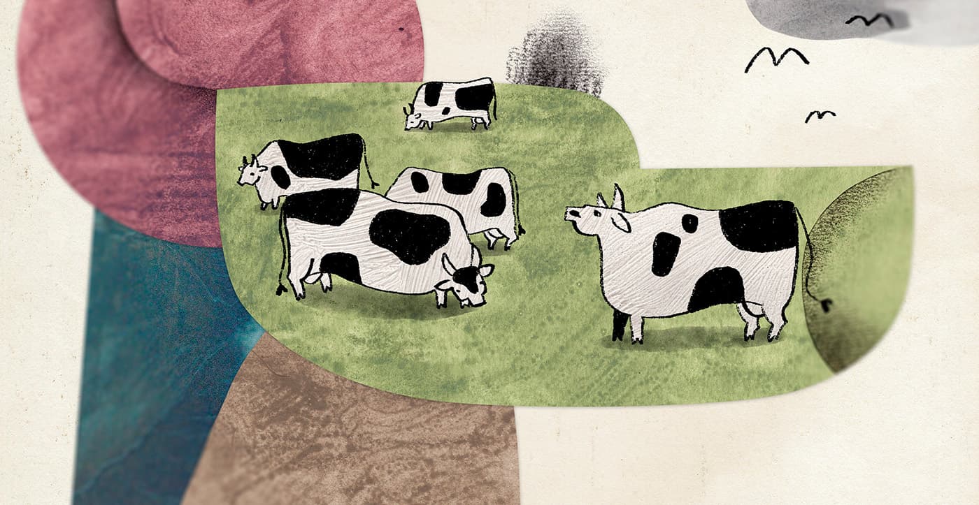 About a Cow