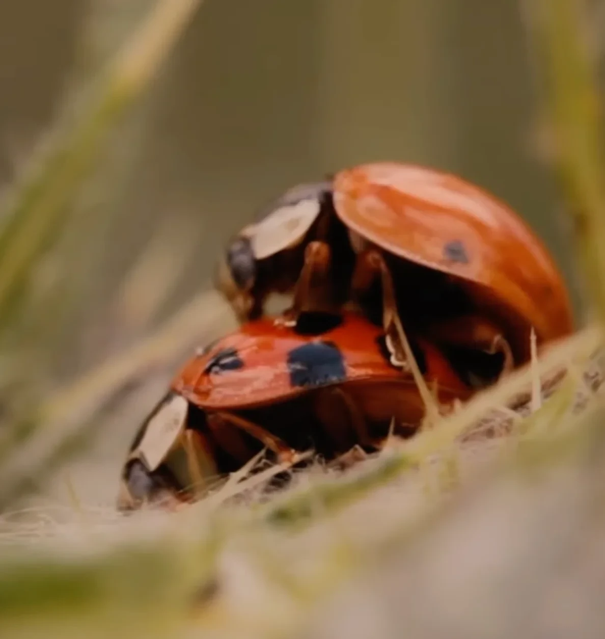 The True Beauty of Being Bitten by a Tick