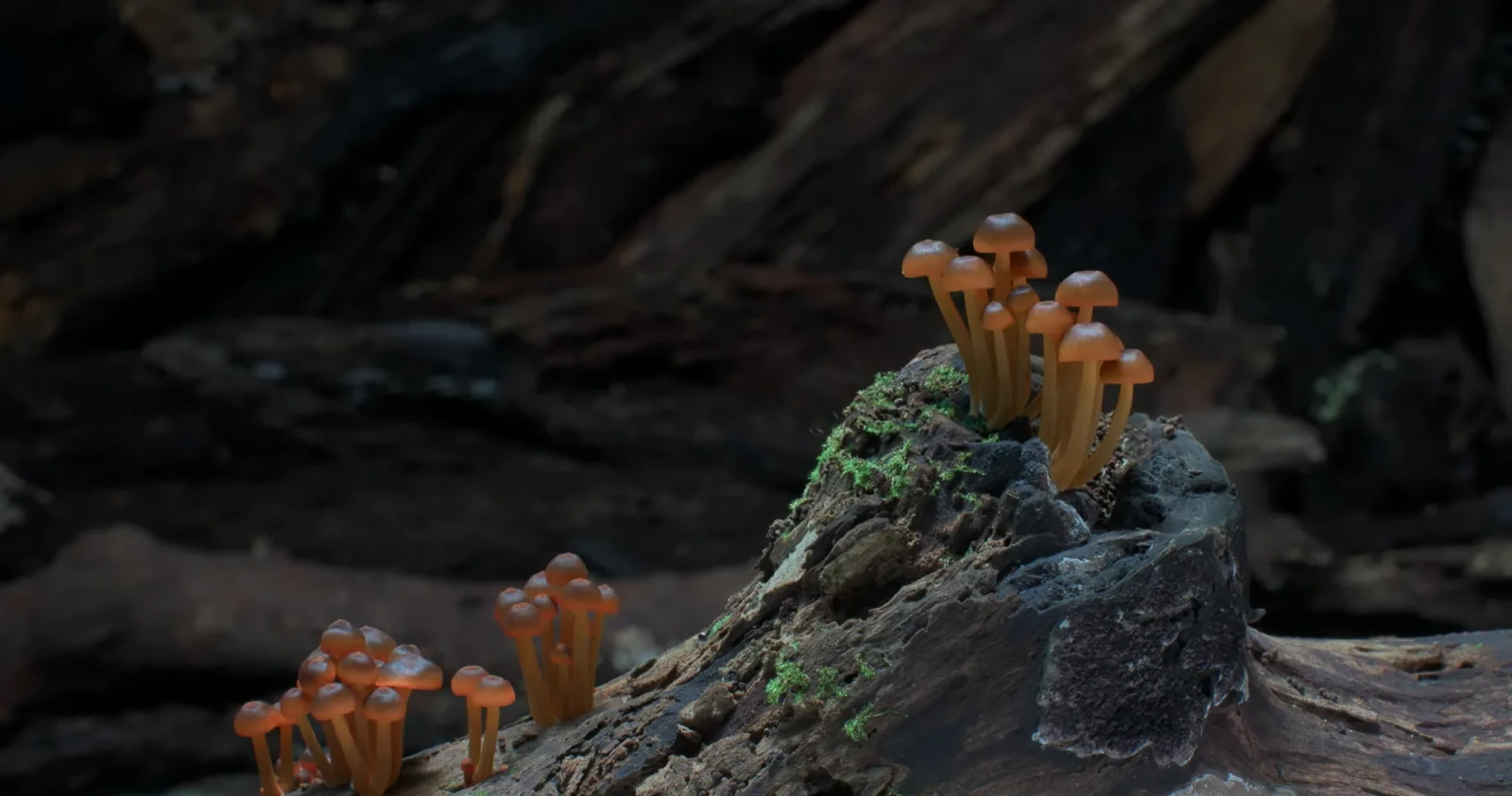 Fungi: Web of Life