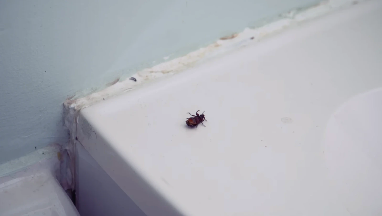 Insectasy