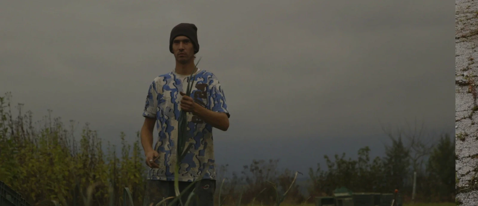 Wild Plants