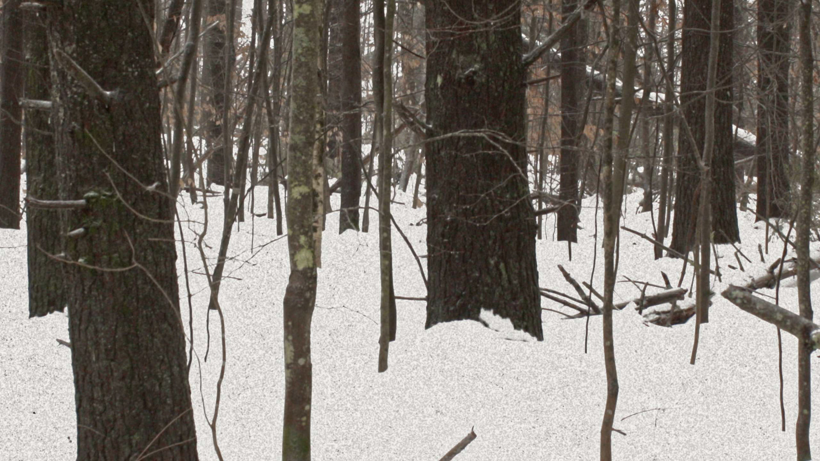 The Lost Season