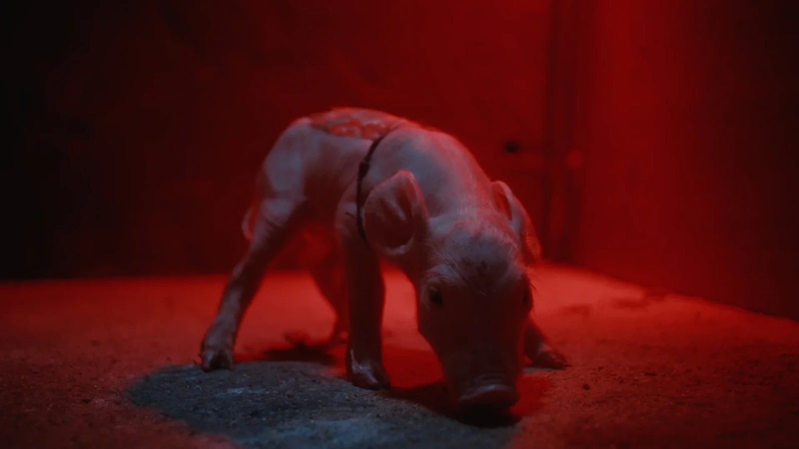 Leonie, Skeet & the piglets