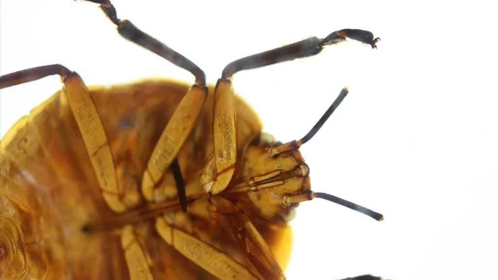 Microscopia