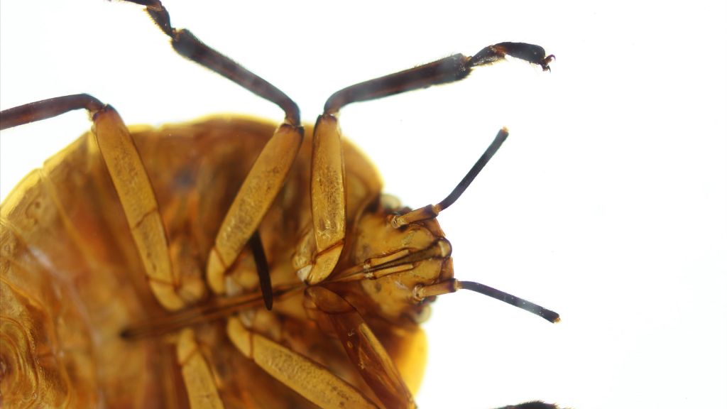 Microscopia