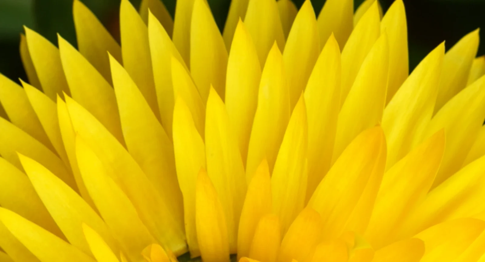 Blooms