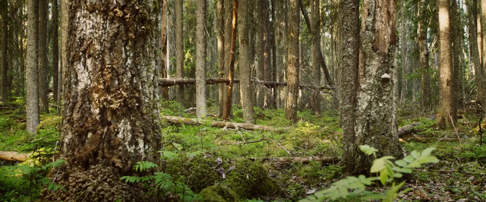 Once Upon a Time in a Forest