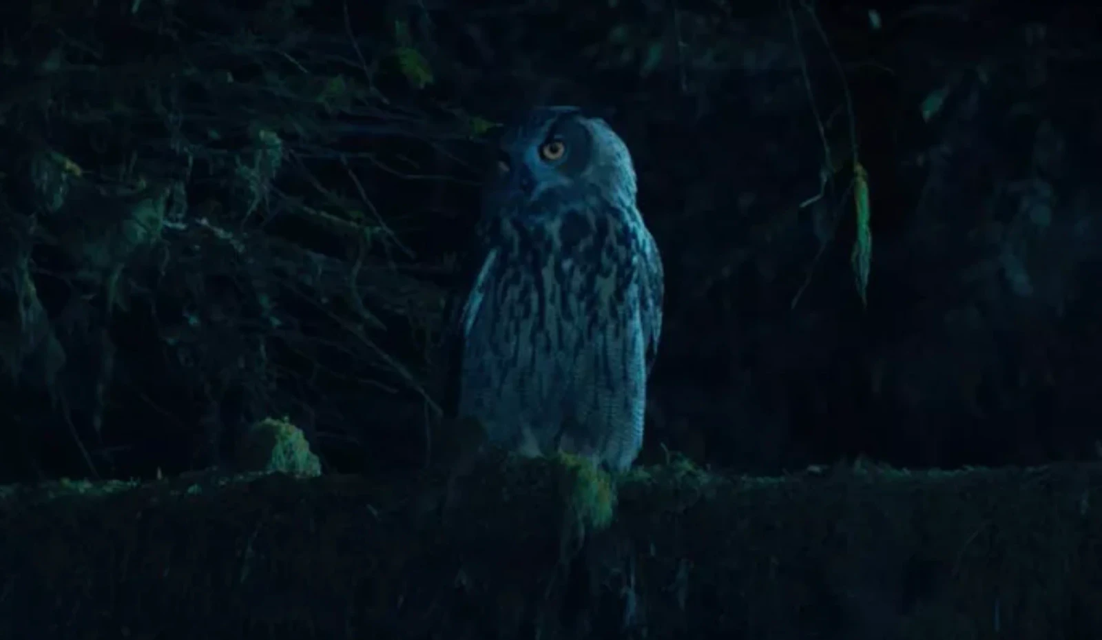 Owl