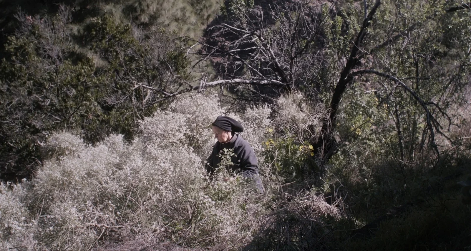 The Undergrowth