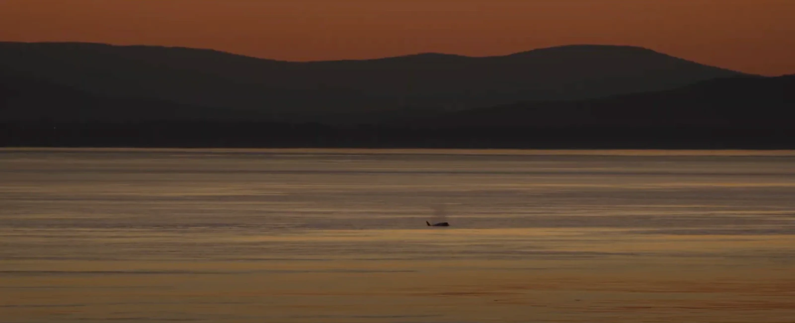 Resident Orca
