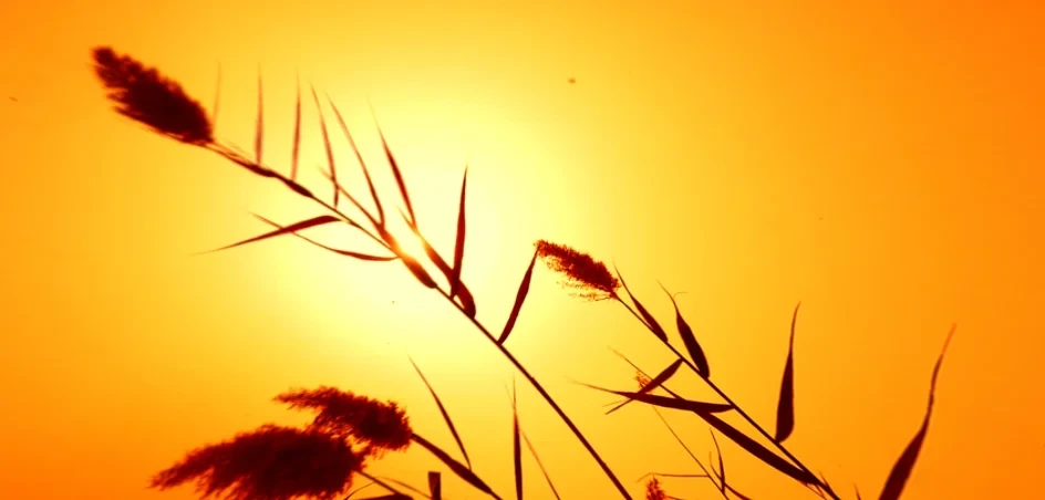 Memories of an Unborn Sun