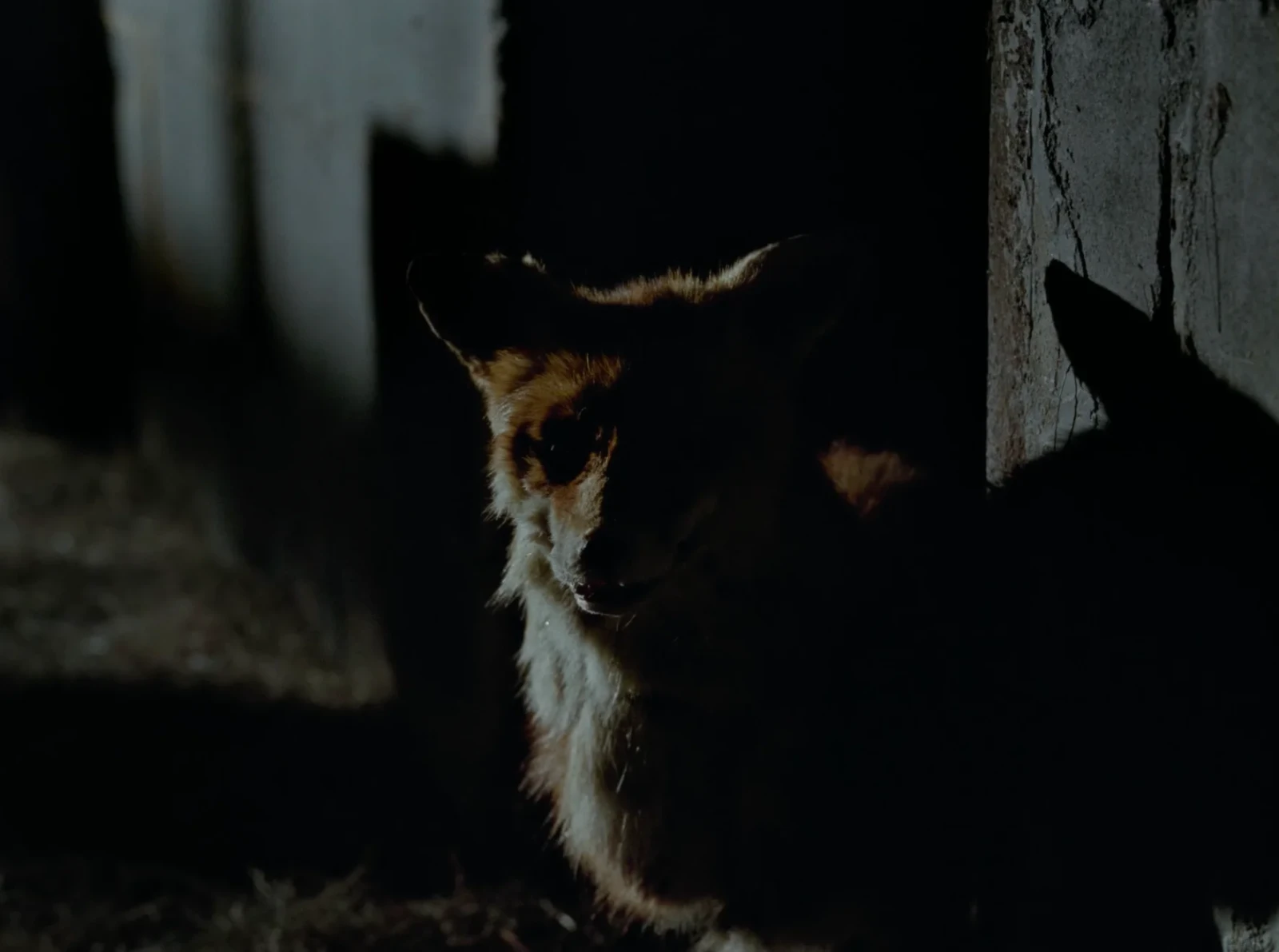 For Fox Sake