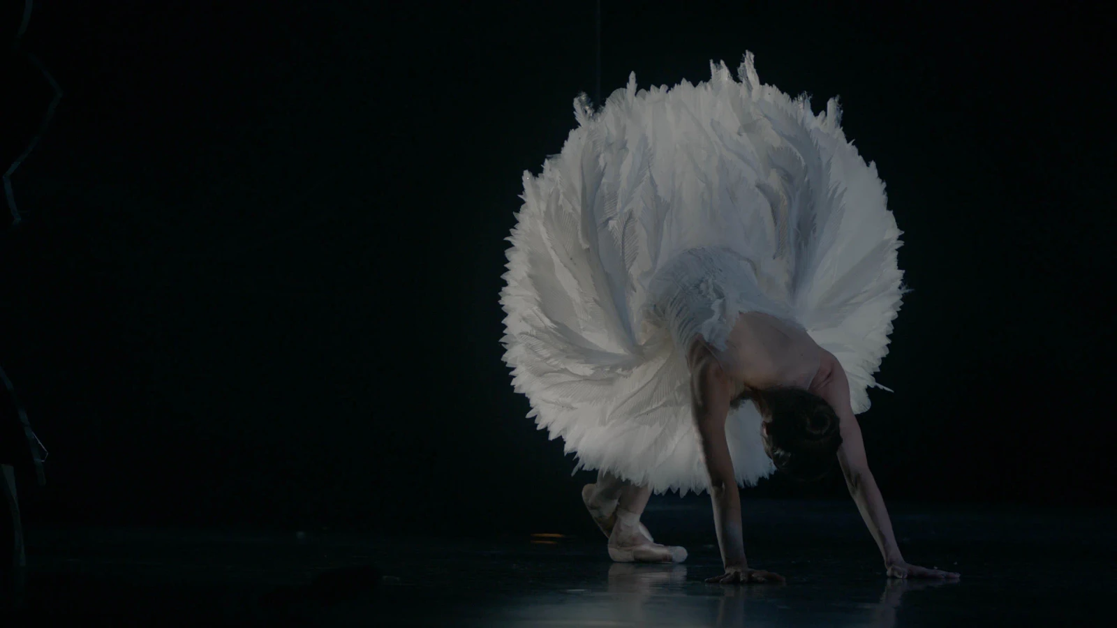 Swan Song