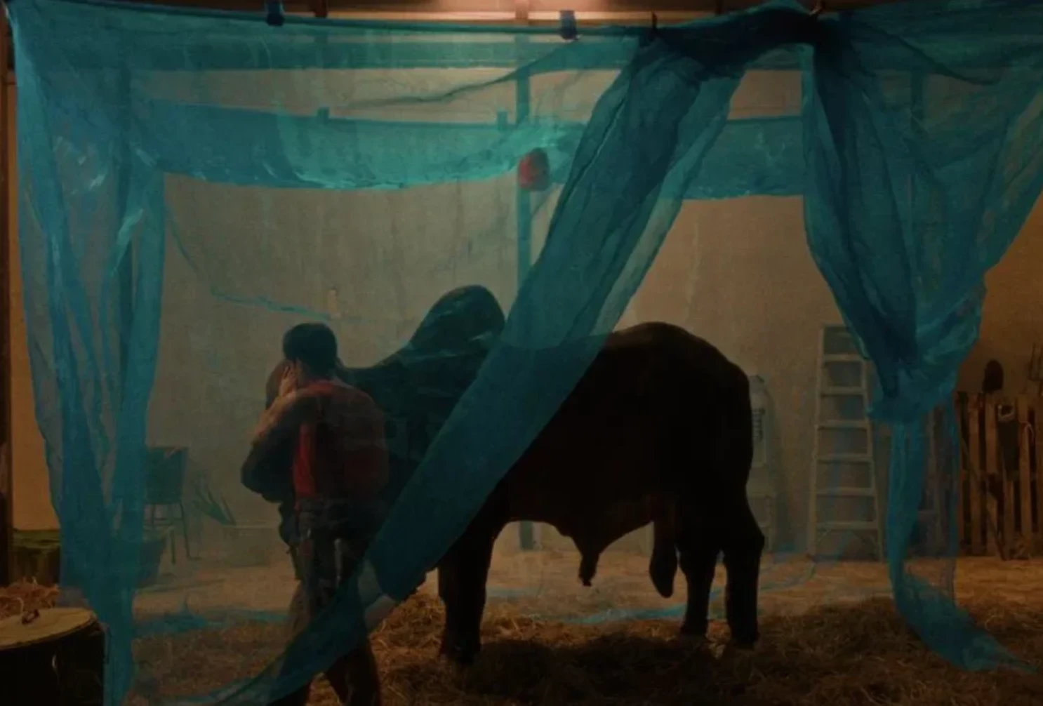 The Bovine Comedy