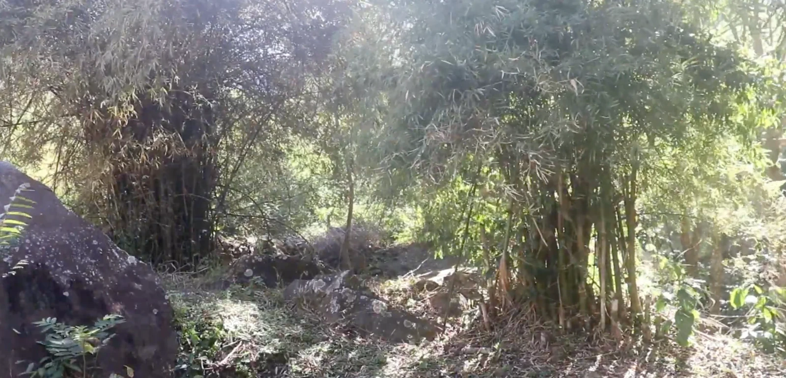 The Last Bamboo