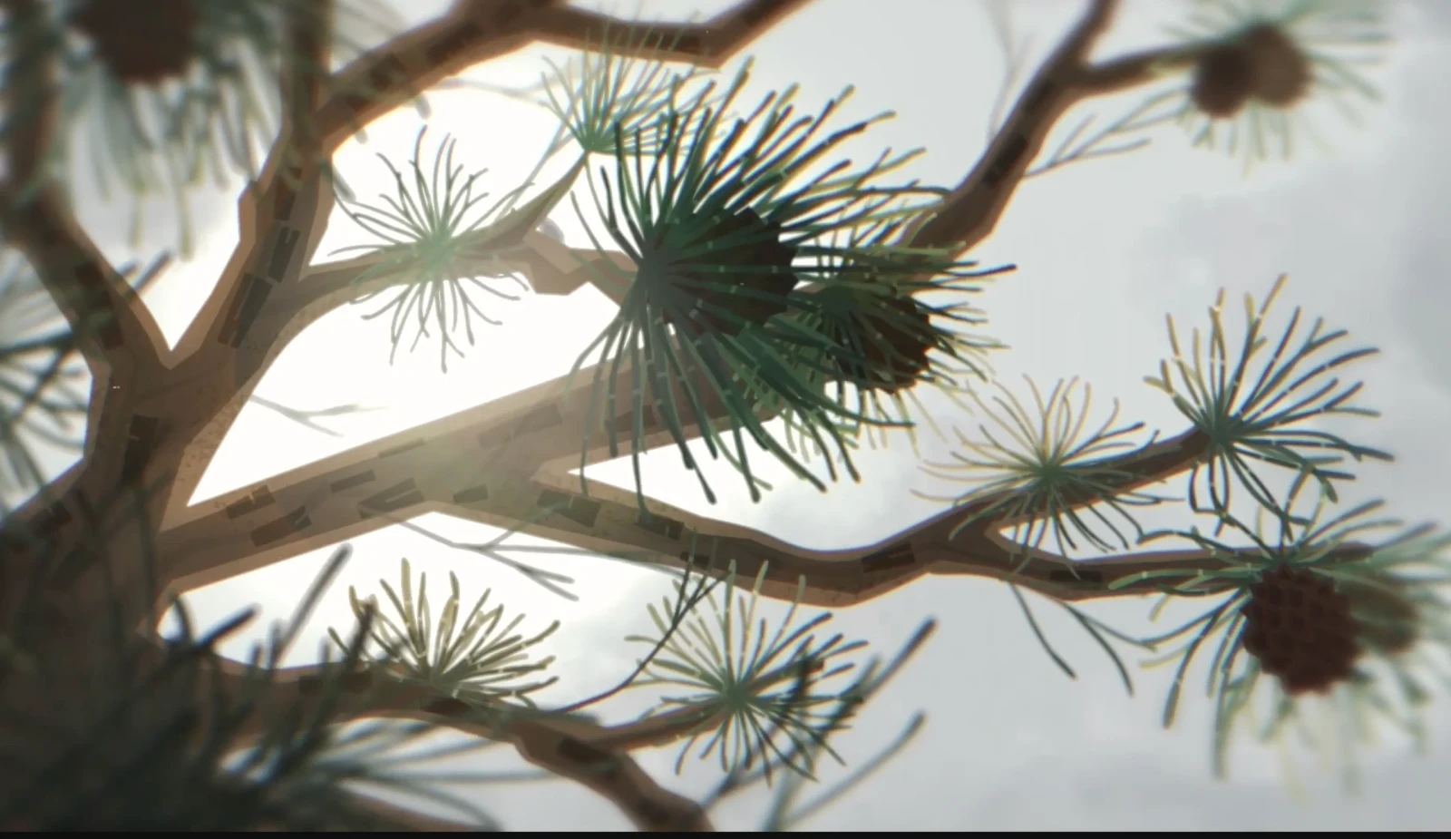 The She-oak that Remembered