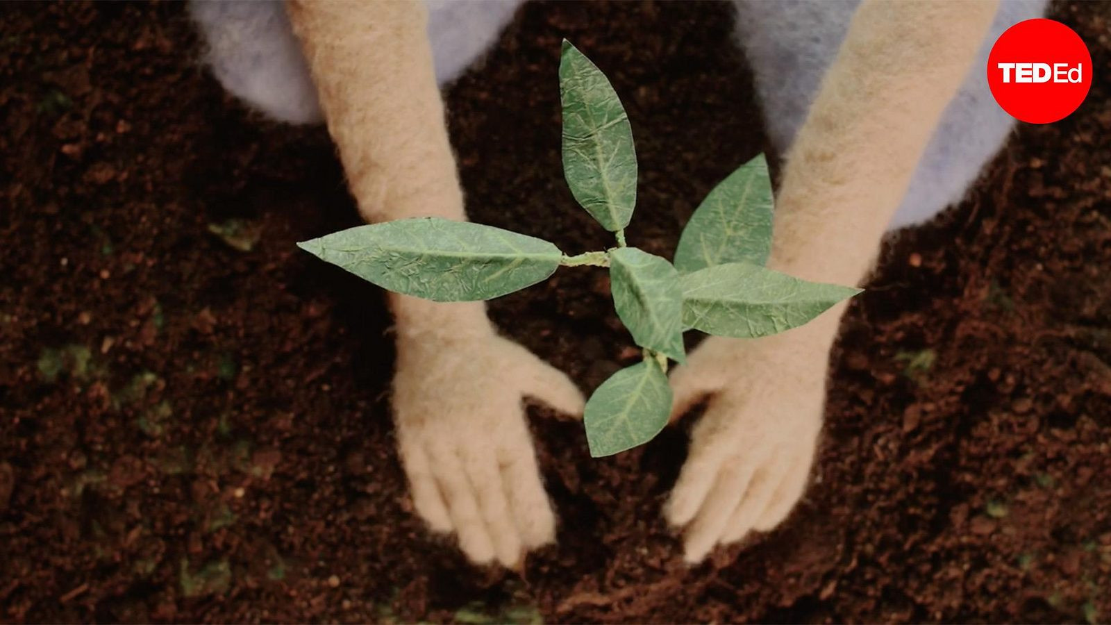 Does Planting Trees Actually Cool the Planet?