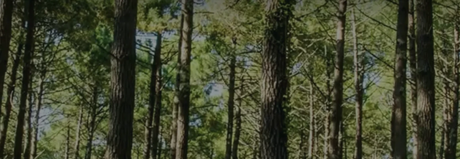 A tree?