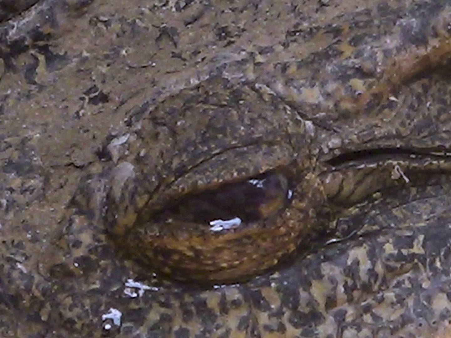 Notes of a Crocodile