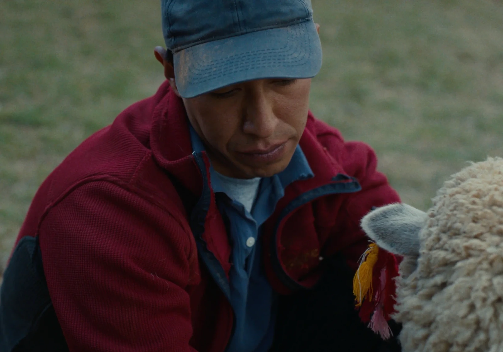 Sheep and Wolves