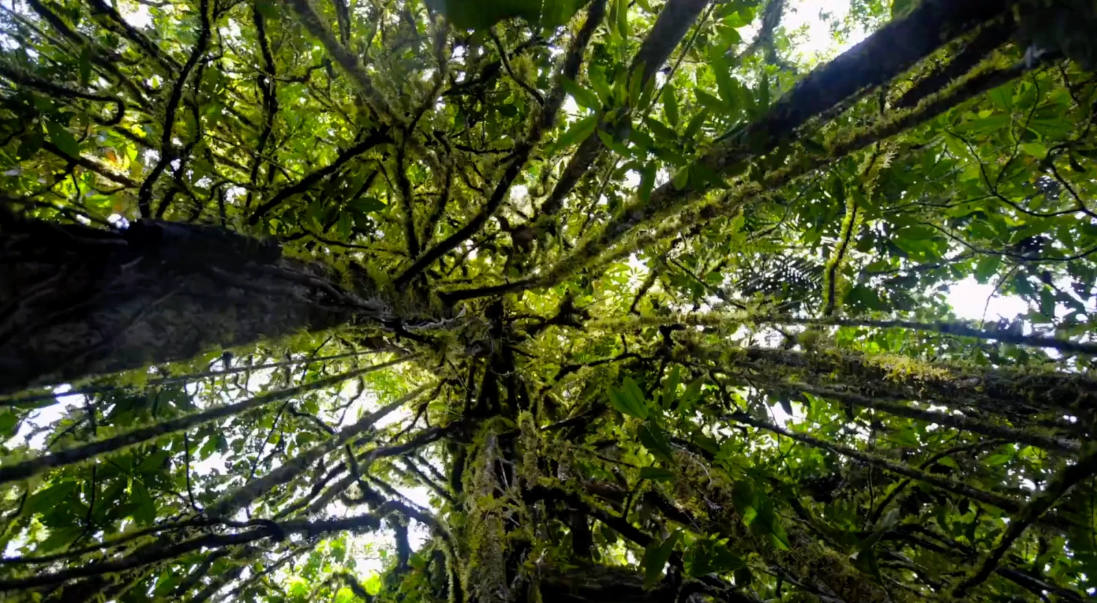 Lamo Auru - Old Forest, New Lines