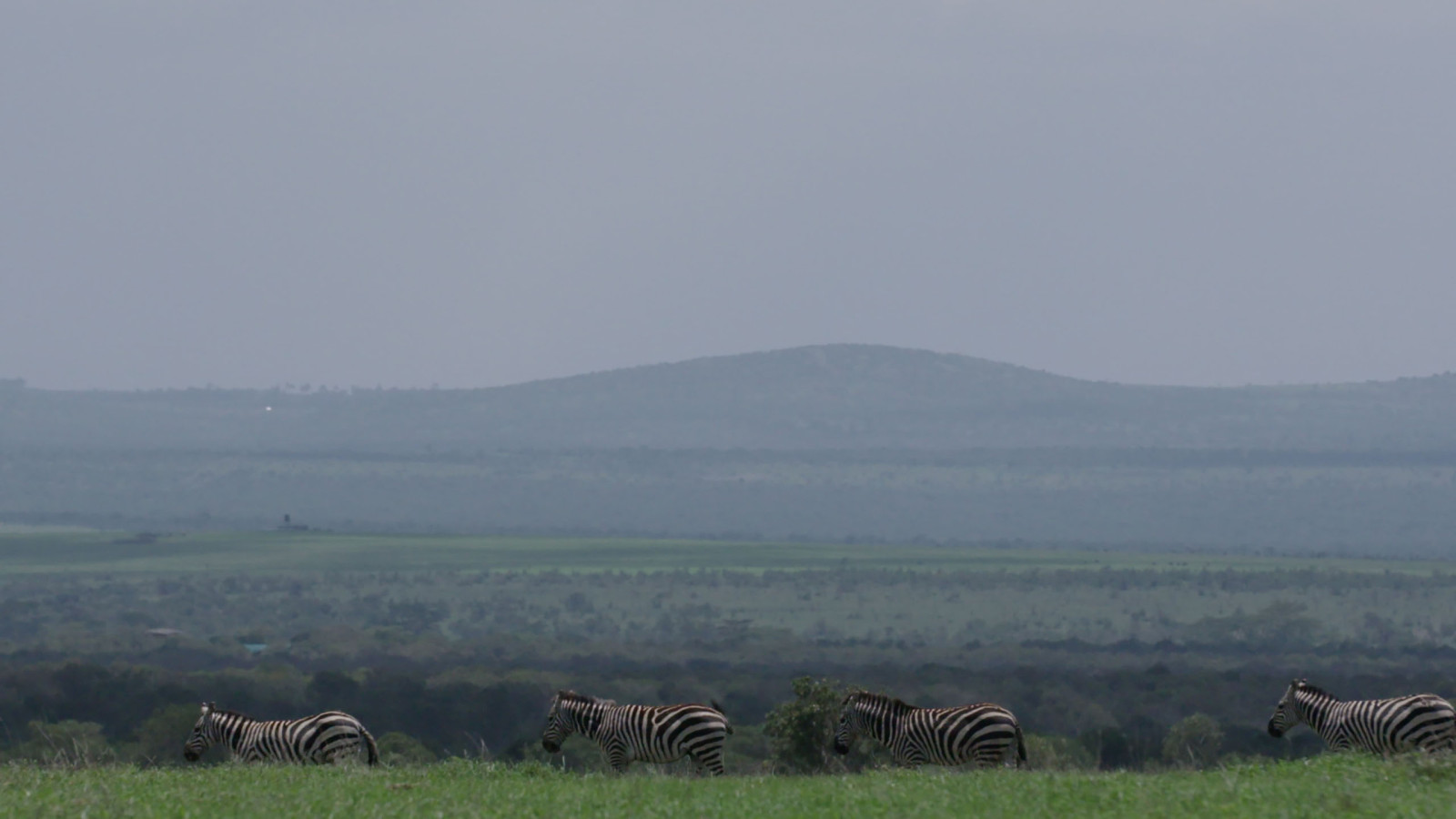 The Battle for Laikipia