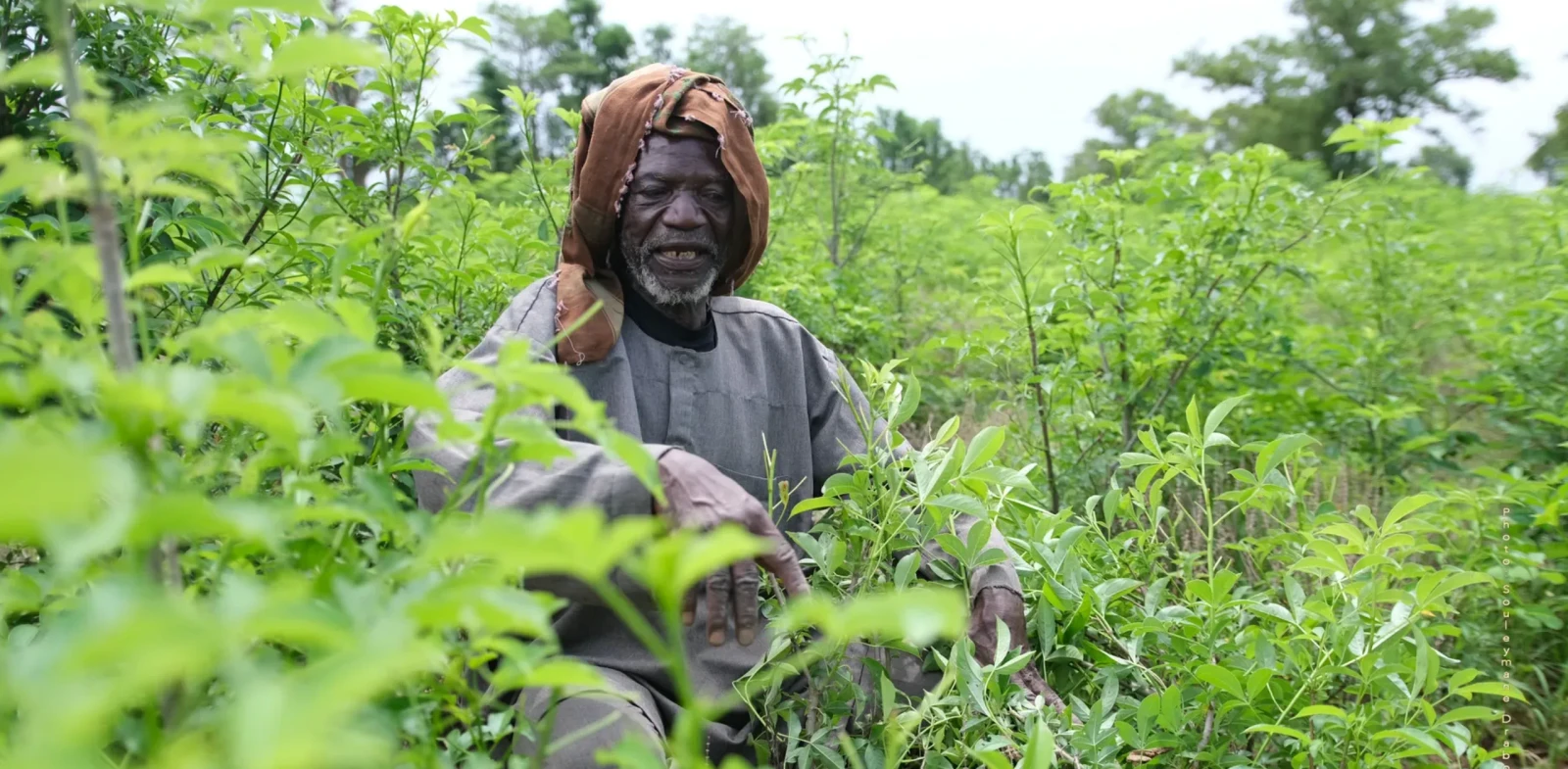The Man Who Plants the Baobabs